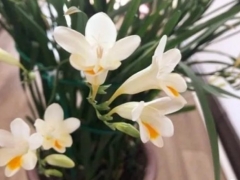 香雪兰怎样上肥