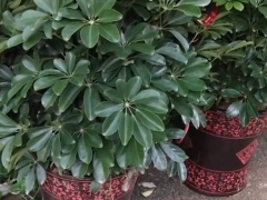 怎样使用花生壳来养鸭脚木