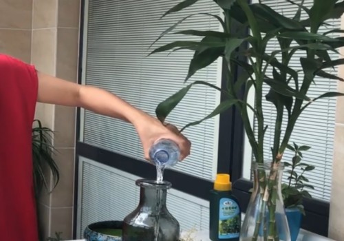 水培富贵竹施肥的技巧2