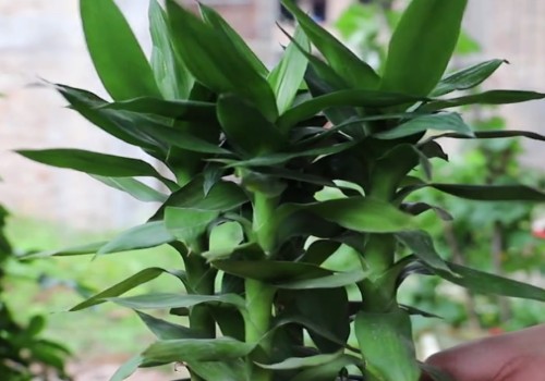 如何自制花肥来养富贵竹