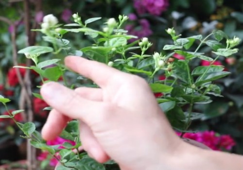 茉莉花前怎么施肥