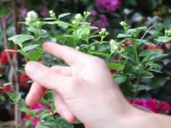 茉莉花前怎么施肥