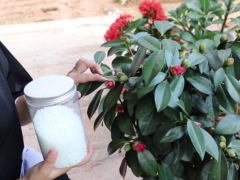 茶花能不能用草木灰