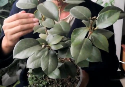 茶花冬季能施肥吗 能施复合肥吗