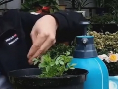 盆栽大丽花怎么施肥