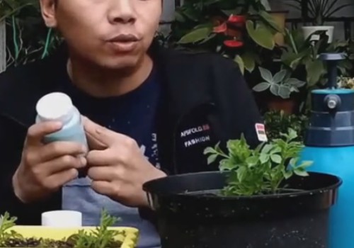 盆栽大丽花怎么施肥2