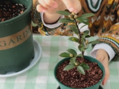 茶花孕蕾期怎么施肥