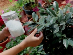 秋冬茶花怎么施肥