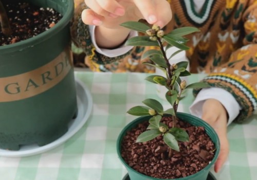 茶花孕蕾期怎么施肥