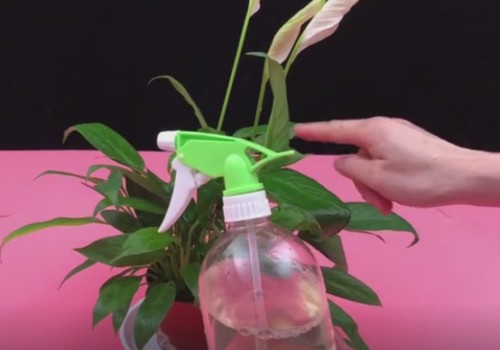 让盆栽植物长得枝繁叶茂的两种溶液1