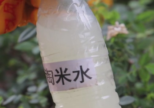 自制月季营养液及其使用方法2