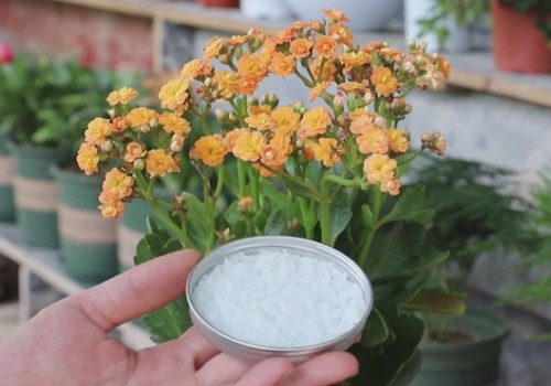 长寿花不长花苞怎么办2