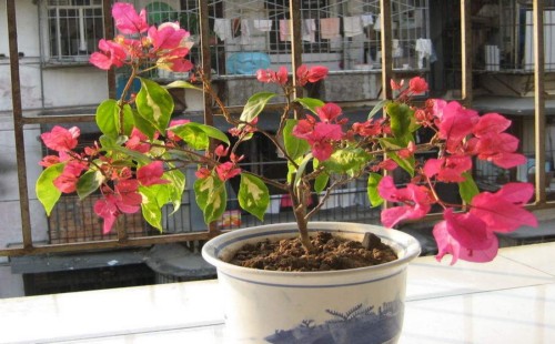 三角梅开花时能施肥吗