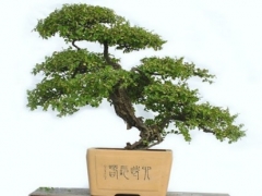 雀梅用什么肥料