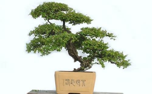 雀梅用什么肥料