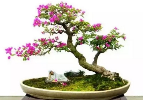三角梅花谢后用什么肥