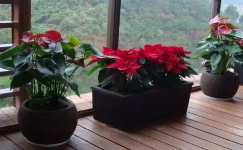 红掌夏季能施肥吗