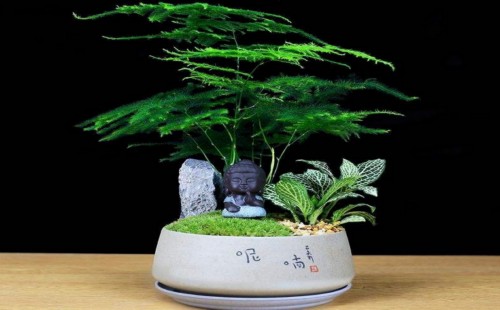 文竹夏天可以施肥吗