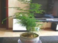 用啤酒怎么浇文竹