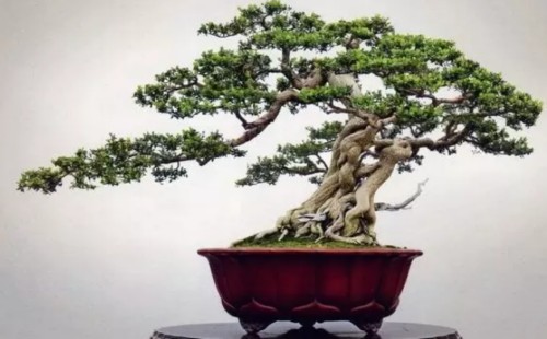 刚爆芽的黄杨盆景怎么施肥