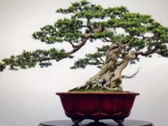 刚爆芽的黄杨盆景怎么施肥
