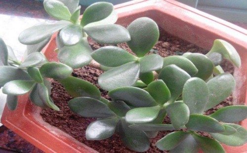 盆栽玉树用什么肥好 怎样施肥
