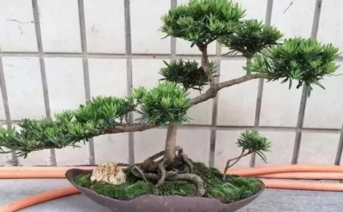 罗汉松施什么肥好