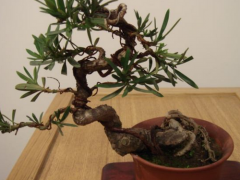 罗汉松能用复合肥吗