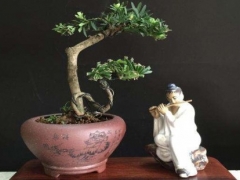 罗汉松喷用什么叶面肥