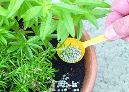 盆栽土的养分不够怎么办