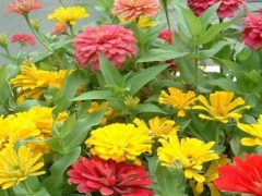 百日草（百日菊）怎么施肥