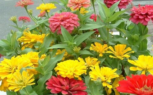 百日草（百日菊）怎么施肥
