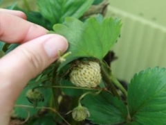 种草莓可以用复合肥吗