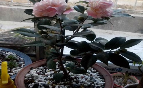 茶花开花期间怎么施肥