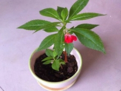 凤仙花怎么施肥