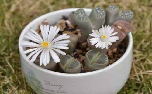 生石花能用有机肥吗