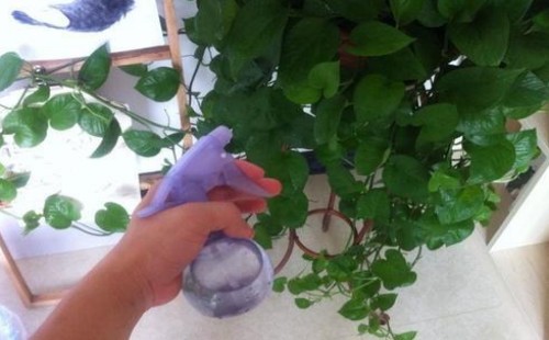 绿萝可以用硫酸亚铁吗