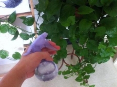 绿萝可以用硫酸亚铁吗