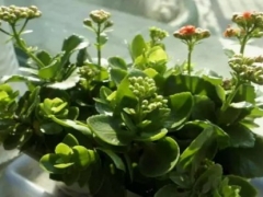 盆栽长寿花施肥技巧