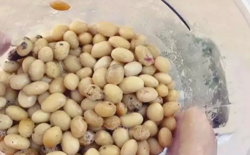 盆栽长寿花用什么肥料 施什么肥2