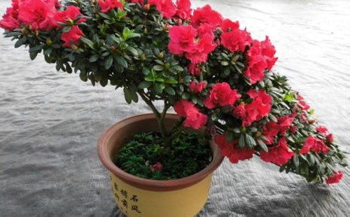 杜鹃花什么时候施肥 怎么施肥