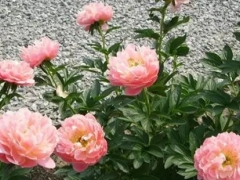 芍药花什么时候施肥 怎么施肥