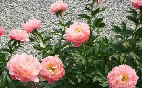 芍药花什么时候施肥 怎么施肥