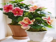 盆栽芙蓉花怎么施肥