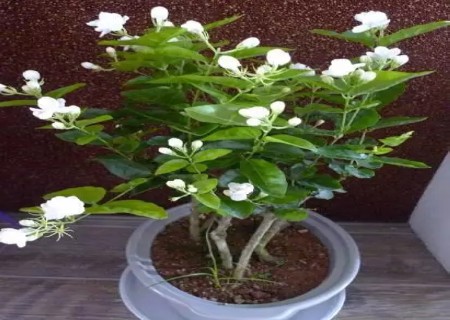 盆栽茉莉花施什么肥