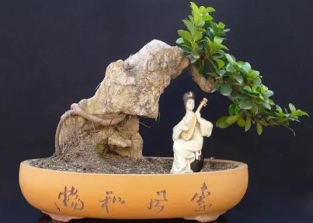 盆栽榕树施什么肥