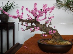 盆种梅花施什么肥？怎么施肥？