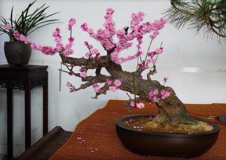 盆种梅花施什么肥？怎么施肥？