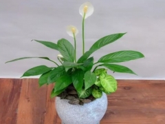 盆栽白掌如何施肥