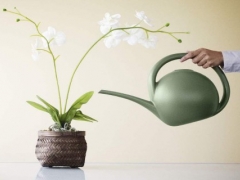 兰花多久施一次肥